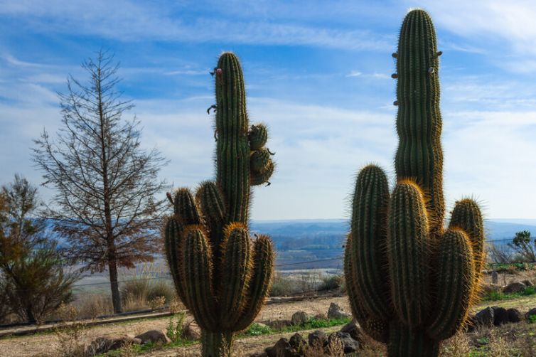 finca-cactus