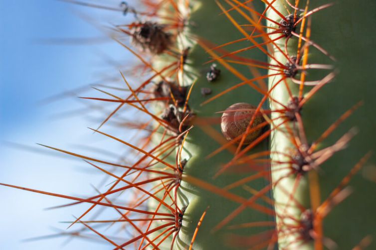 finca-detalle-cactus